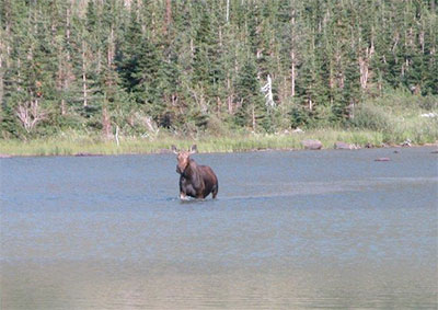 moose